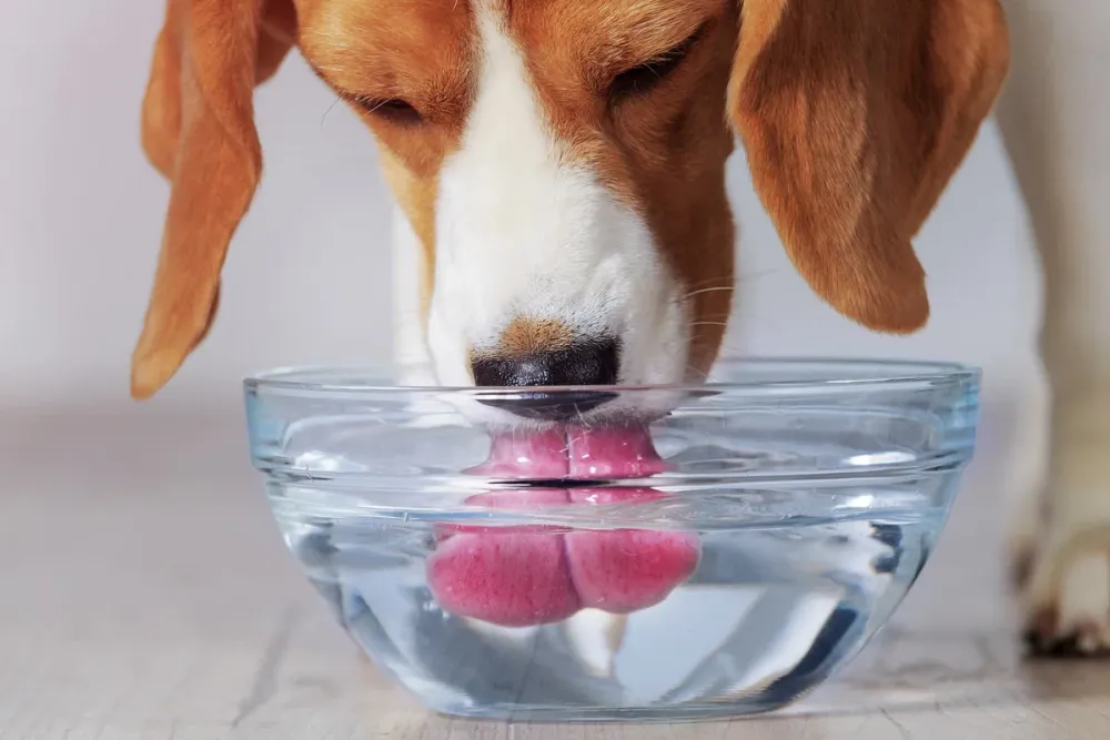 Сколько воды нужно выпивать собаке?