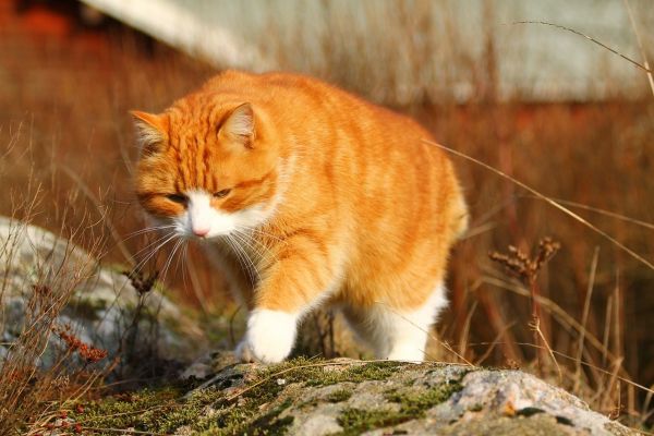 Мочекаменная болезнь у котов и кошек